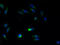 Atlastin GTPase 3 antibody, A50981-100, Epigentek, Immunofluorescence image 