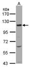 Solute Carrier Family 12 Member 7 antibody, LS-C185497, Lifespan Biosciences, Western Blot image 