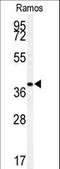 MAF BZIP Transcription Factor antibody, LS-C100535, Lifespan Biosciences, Western Blot image 