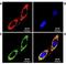 Putative endoplasmin-like protein antibody, orb67381, Biorbyt, Immunocytochemistry image 