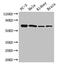 PGI antibody, CSB-PA00367A0Rb, Cusabio, Western Blot image 