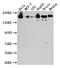 Rho Associated Coiled-Coil Containing Protein Kinase 2 antibody, CSB-RA152329A0HU, Cusabio, Western Blot image 