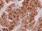 TULA antibody, NBP2-20763, Novus Biologicals, Immunohistochemistry frozen image 