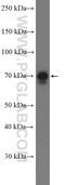 Tripartite Motif Containing 47 antibody, 26885-1-AP, Proteintech Group, Western Blot image 