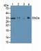 Hepatitis A Virus Cellular Receptor 2 antibody, abx131232, Abbexa, Western Blot image 