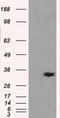 Aldo-Keto Reductase Family 1 Member A1 antibody, TA500740S, Origene, Western Blot image 