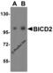 BICD Cargo Adaptor 2 antibody, 4677, ProSci, Western Blot image 