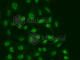 RNA Polymerase II Subunit E antibody, A1755, ABclonal Technology, Immunofluorescence image 