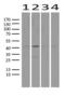 Protein C Receptor antibody, LS-C796951, Lifespan Biosciences, Western Blot image 