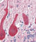 Aldolase, Fructose-Bisphosphate C antibody, abx031675, Abbexa, Western Blot image 