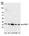 ATP synthase subunit b, mitochondrial antibody, A305-469A, Bethyl Labs, Western Blot image 