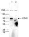 Enhancer Of Zeste 2 Polycomb Repressive Complex 2 Subunit antibody, 49-1043, Invitrogen Antibodies, Western Blot image 