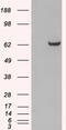 Growth Factor Receptor Bound Protein 7 antibody, 45-707, ProSci, Western Blot image 