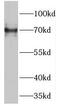 GUF1 Homolog, GTPase antibody, FNab03730, FineTest, Western Blot image 