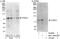 CREB-regulated transcription coactivator 3 antibody, NBP1-46832, Novus Biologicals, Immunoprecipitation image 