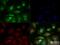 Solute Carrier Family 2 Member 4 antibody, NBP1-49533, Novus Biologicals, Immunocytochemistry image 