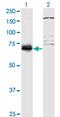 Splicing Regulatory Glutamic Acid And Lysine Rich Protein 1 antibody, MA5-23061, Invitrogen Antibodies, Western Blot image 