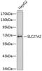 Solute Carrier Family 27 Member 2 antibody, 13-793, ProSci, Western Blot image 