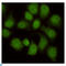 WD Repeat Domain 77 antibody, LS-C813151, Lifespan Biosciences, Immunocytochemistry image 
