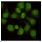 WD Repeat Domain 77 antibody, LS-C813151, Lifespan Biosciences, Immunocytochemistry image 