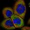 Hepatocellular carcinoma autoantigen p62 antibody, HPA035145, Atlas Antibodies, Immunocytochemistry image 