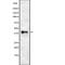 Wnt Family Member 5B antibody, abx219363, Abbexa, Western Blot image 