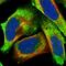 Zinc Finger Protein 660 antibody, NBP1-81952, Novus Biologicals, Immunofluorescence image 