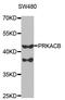 cAMP-dependent protein kinase catalytic subunit beta antibody, A5324, ABclonal Technology, Western Blot image 
