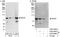 Minichromosome Maintenance Complex Component 7 antibody, A302-585A, Bethyl Labs, Western Blot image 