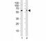 SRC Proto-Oncogene, Non-Receptor Tyrosine Kinase antibody, F40418-0.4ML, NSJ Bioreagents, Western Blot image 