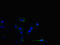 Membrane Palmitoylated Protein 5 antibody, orb46483, Biorbyt, Immunofluorescence image 