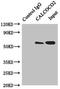 Calcium Binding And Coiled-Coil Domain 2 antibody, LS-C675450, Lifespan Biosciences, Immunoprecipitation image 