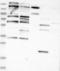 Tripartite Motif Containing 68 antibody, NBP1-83863, Novus Biologicals, Western Blot image 