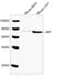 Heat Shock Protein Family A (Hsp70) Member 5 antibody, LS-C203212, Lifespan Biosciences, Western Blot image 