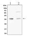 Tumor necrosis factor ligand superfamily member 10 antibody, A00466-1, Boster Biological Technology, Western Blot image 