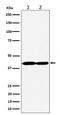 G Protein Subunit Alpha Q antibody, M00898-1, Boster Biological Technology, Western Blot image 