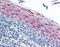 Cystatin B antibody, 51-936, ProSci, Immunohistochemistry paraffin image 