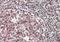 Far Upstream Element Binding Protein 1 antibody, orb12321, Biorbyt, Immunohistochemistry paraffin image 