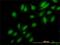 NIMA Related Kinase 3 antibody, H00004752-M01, Novus Biologicals, Immunofluorescence image 