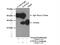 General Transcription Factor IIIC Subunit 6 antibody, 26382-1-AP, Proteintech Group, Immunoprecipitation image 