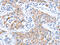 Kinesin Family Member 3A antibody, CSB-PA236618, Cusabio, Immunohistochemistry paraffin image 