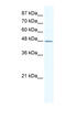 DNA Methyltransferase 1 Associated Protein 1 antibody, MBS835333, MyBioSource, Western Blot image 