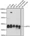 Left-Right Determination Factor 1 antibody, A15389, ABclonal Technology, Western Blot image 