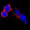 GDNF Family Receptor Alpha 2 antibody, AF429, R&D Systems, Immunocytochemistry image 