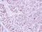 Securin-2 antibody, NBP2-20006, Novus Biologicals, Immunohistochemistry paraffin image 