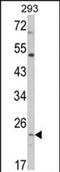 ATP synthase subunit O, mitochondrial antibody, PA5-72532, Invitrogen Antibodies, Western Blot image 