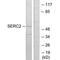 Serine Incorporator 2 antibody, PA5-49872, Invitrogen Antibodies, Western Blot image 