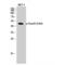 SMAD Family Member 3 antibody, LS-C380970, Lifespan Biosciences, Western Blot image 