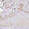 Homeobox C12 antibody, PA5-63152, Invitrogen Antibodies, Immunohistochemistry frozen image 
