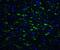 Toll Interacting Protein antibody, NBP1-76681, Novus Biologicals, Immunocytochemistry image 